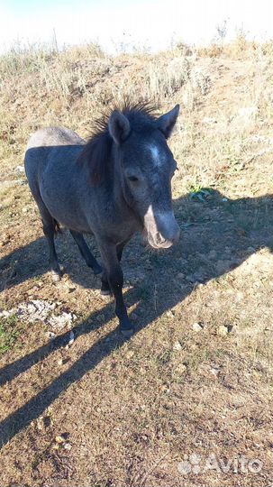 Пони лошадь