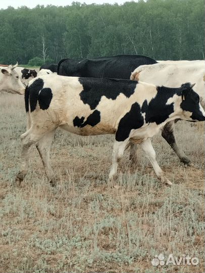 Тёлка стельная 1год и 3месяца