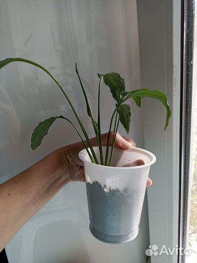 Комнатные растения