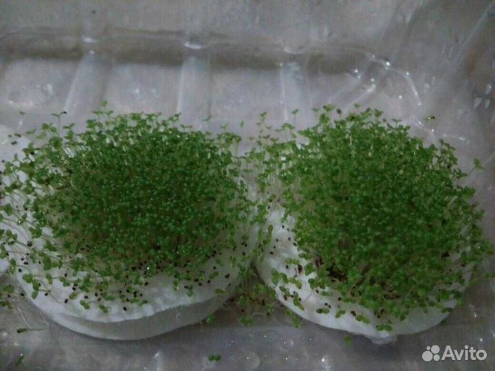 Семена табака