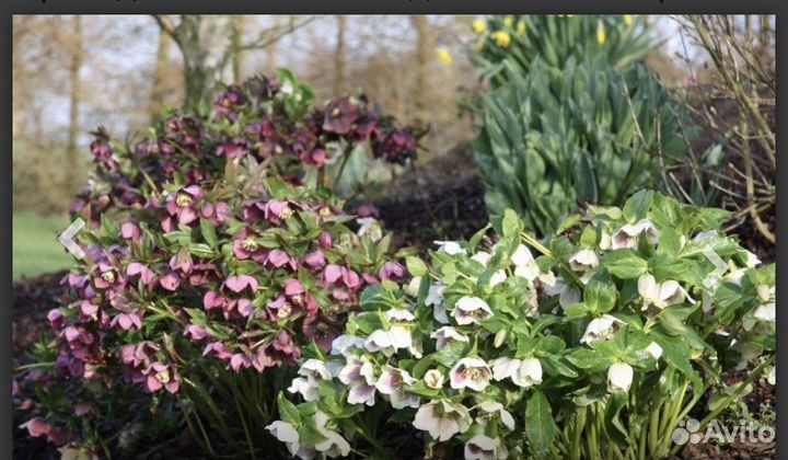 Многолетние растения для сада