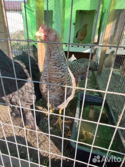 Билефельдер