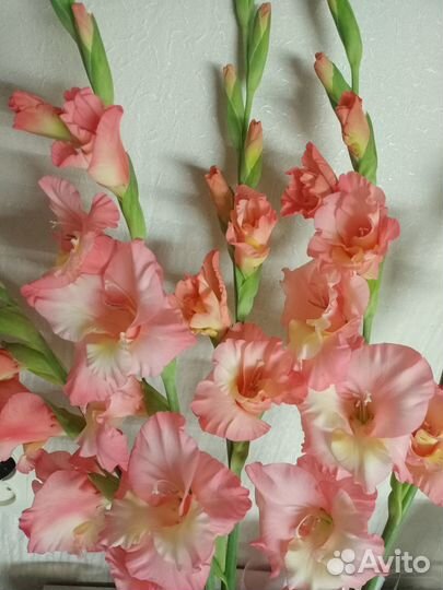 Гладиолусы луковицы