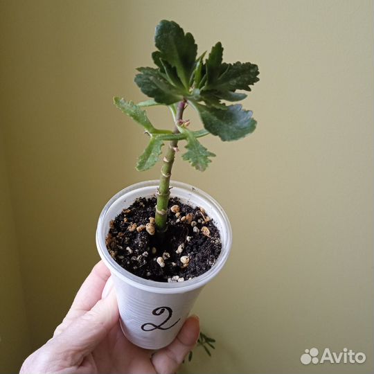 Комнатные цветы