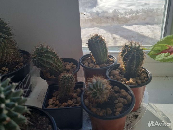 Кактус и суккуленты