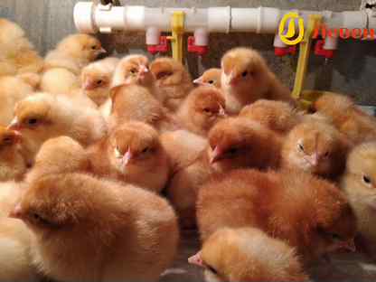 Цыплята Редбро суточные в наличие и под заказ, Кондопога