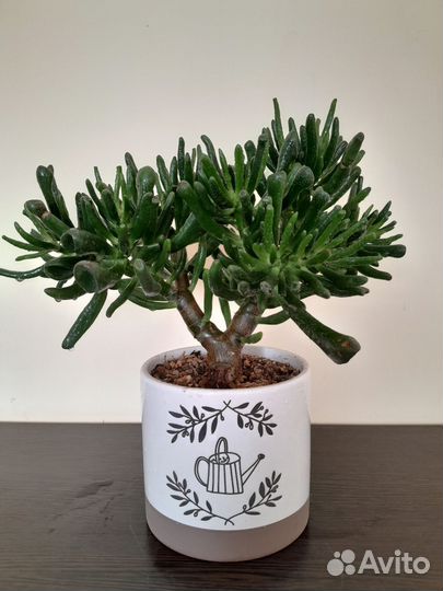 Денежное дерево Крассула хоббит (суккулент)