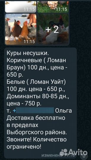 Куры несушки, 3+ месяца