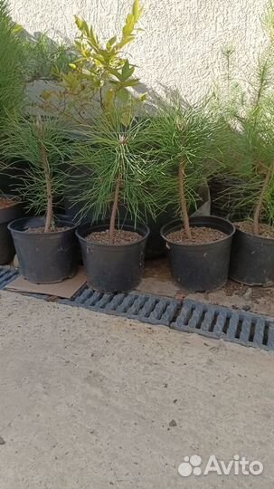 Туя смарагд