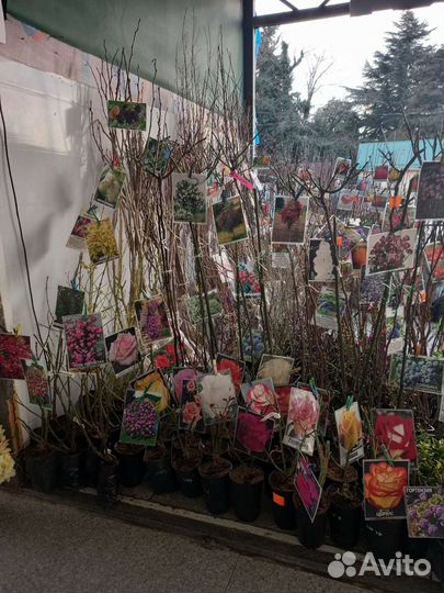 Саженцы лучших растений