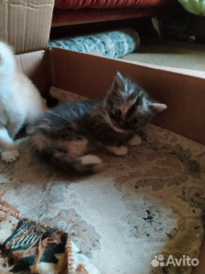 Британские котята