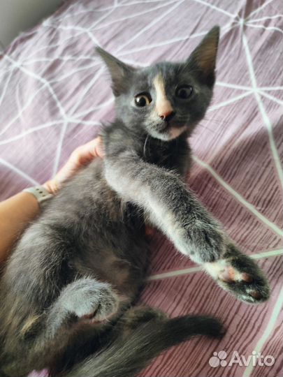 Котенок с необычным окрасом