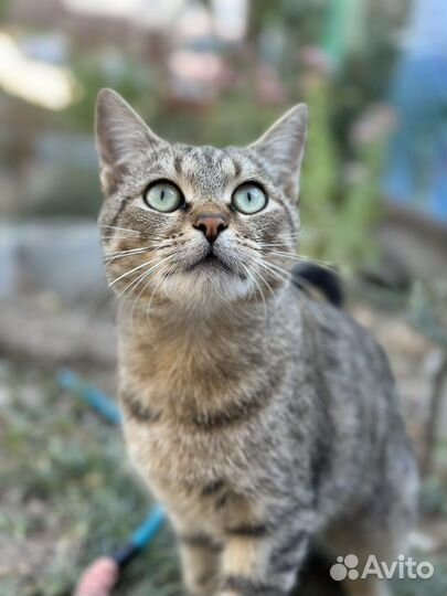 Кот в добрые руки