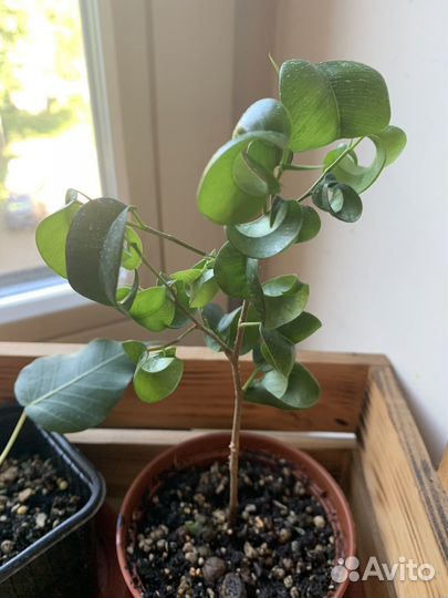 Фикусы букле и священный