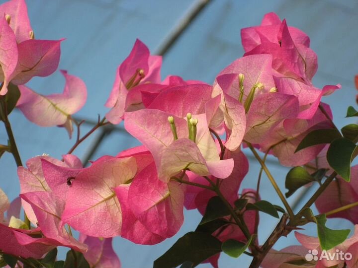 Бугенвиллии