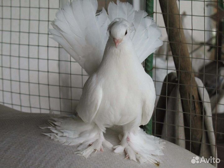 Голуби Павлины