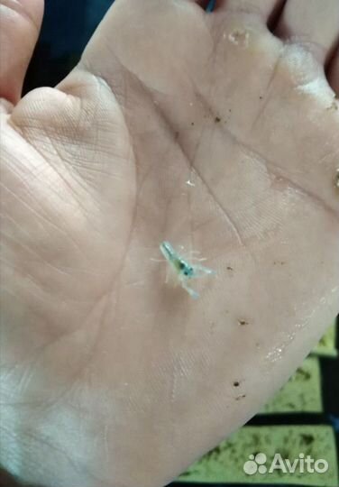 Австралийский рак