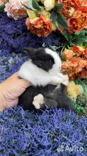 Декоративные кролики