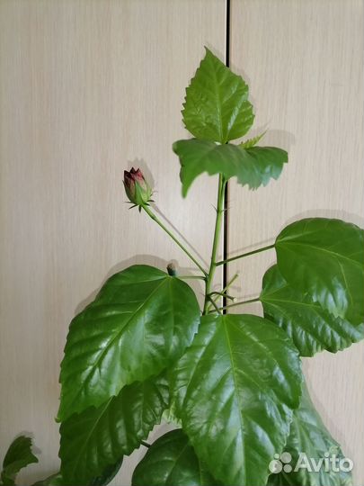 Китайская роза