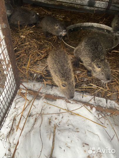 Продаю Нутрий
