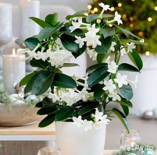 Ночной душистый жасмин/срез