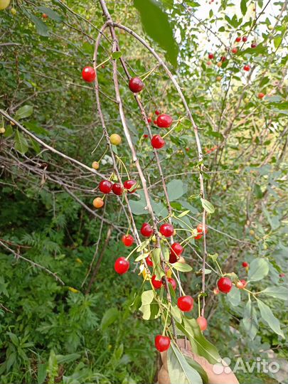 Войлочная вишня