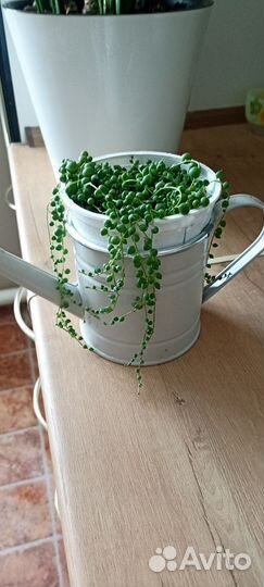 Крестовник Роули