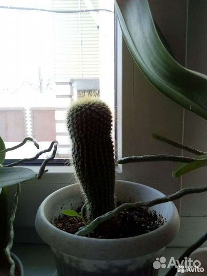 Комнатные растения