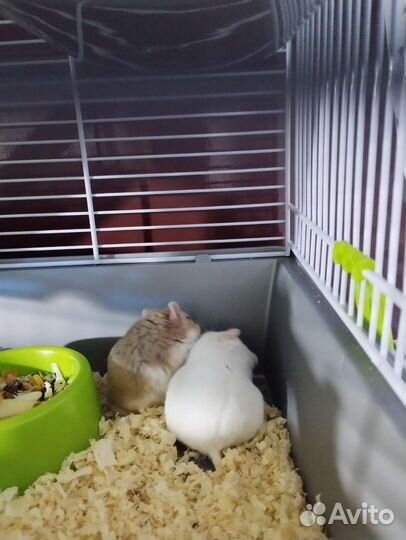 Хомячки джунгарский на продажу родились 1 июля