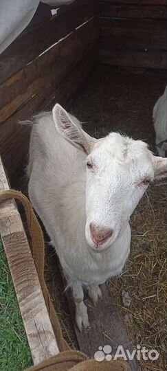 Зааненская коза