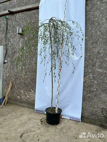 Береза повислая Юнги на штамбе