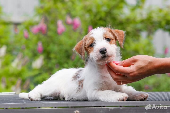 Джек рассел терьер