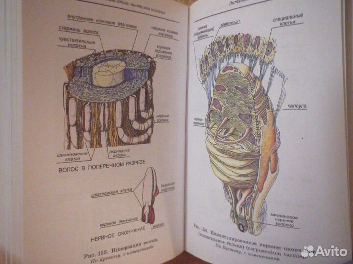 Атлас Анатомия Человека