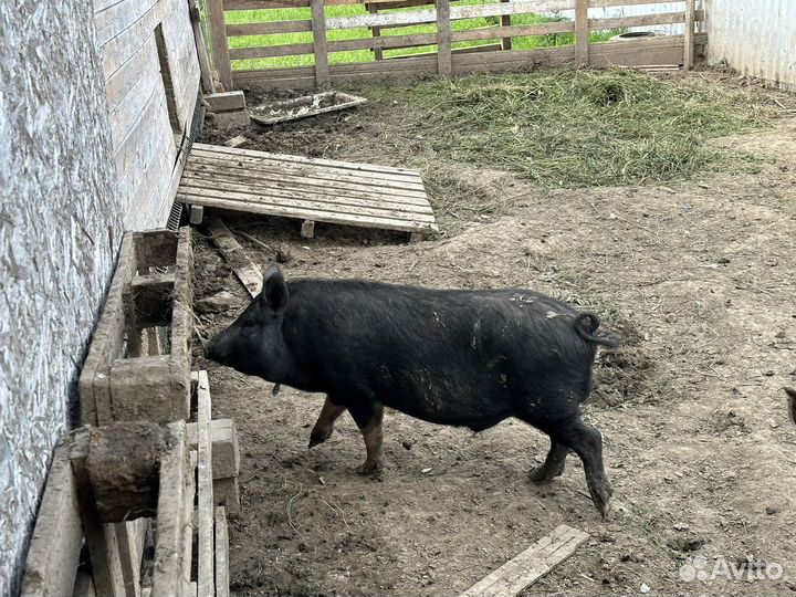 Продам хряка