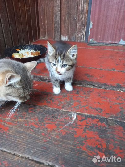 Котята в добрые руки девочки