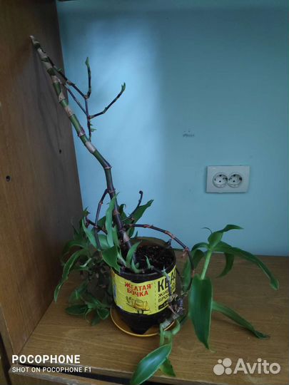 Лекарственные: алоэ, каланхоэ и золотой ус