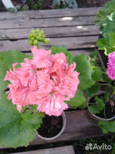 Пеларгония герань сортовая