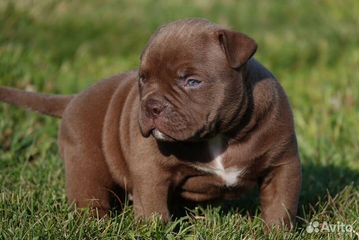 Щенки породы американский булли