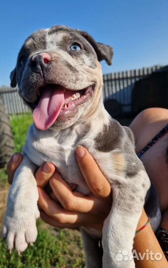 Американский булли мрамор