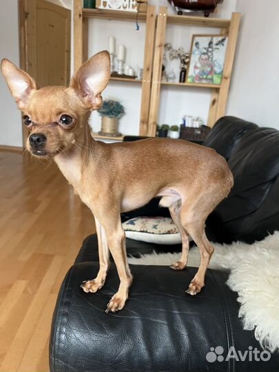 Той-терьер мини вязка