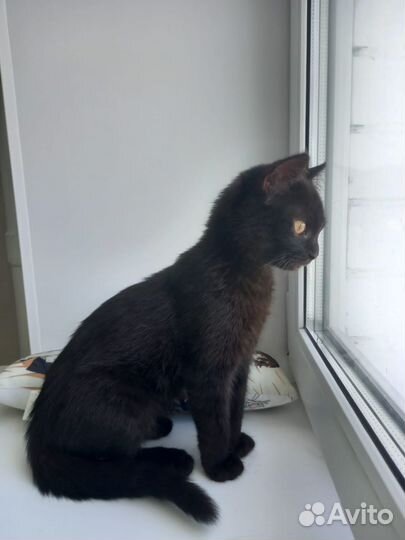 Черный котенок в добрые руки девочка