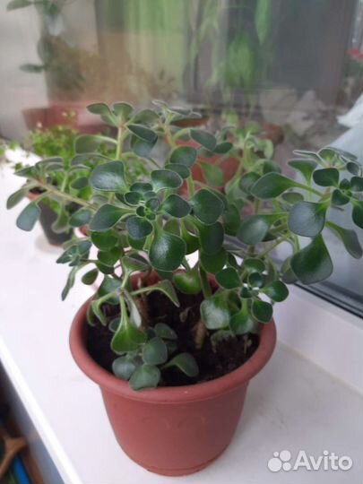 Аихризон дерево любви