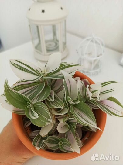 Традесканция белая