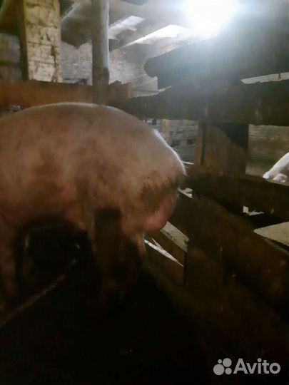 Продам хряка