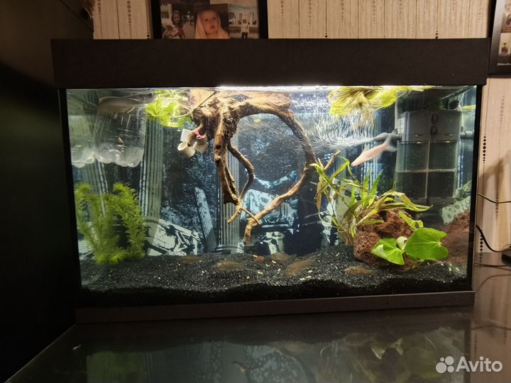 Аквариум