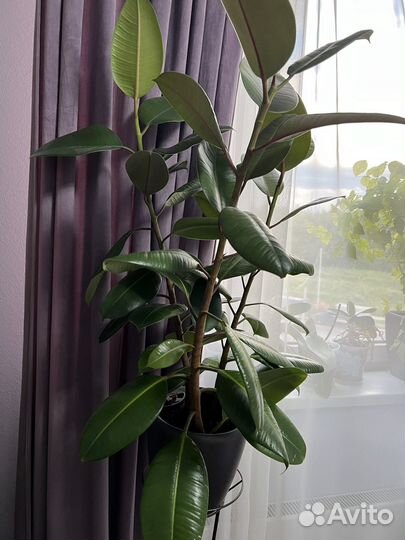 Фикус эластика робуса 3 ствола Н 140