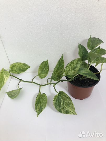 Сциндапсус марбл квин