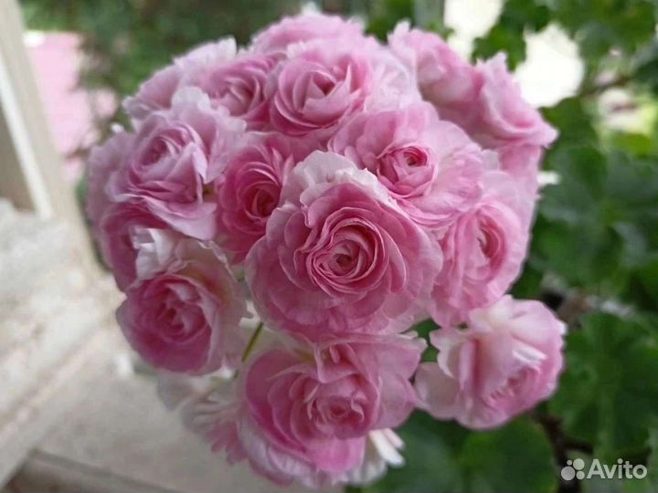 Пеларгония герань сортовая