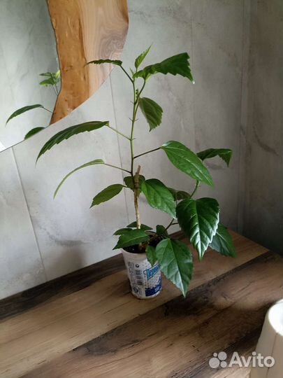 Гибискус китайская роза