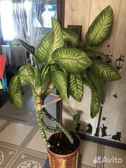 Диффенбахия